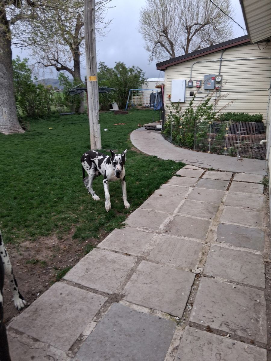 OFA Male Harlequine AKC Great Dane