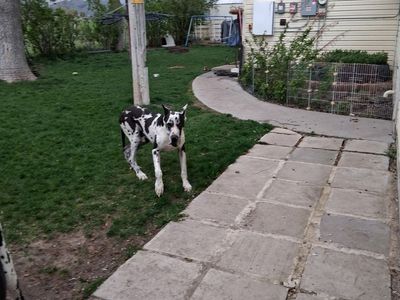 OFA Male Harlequine AKC Great Dane