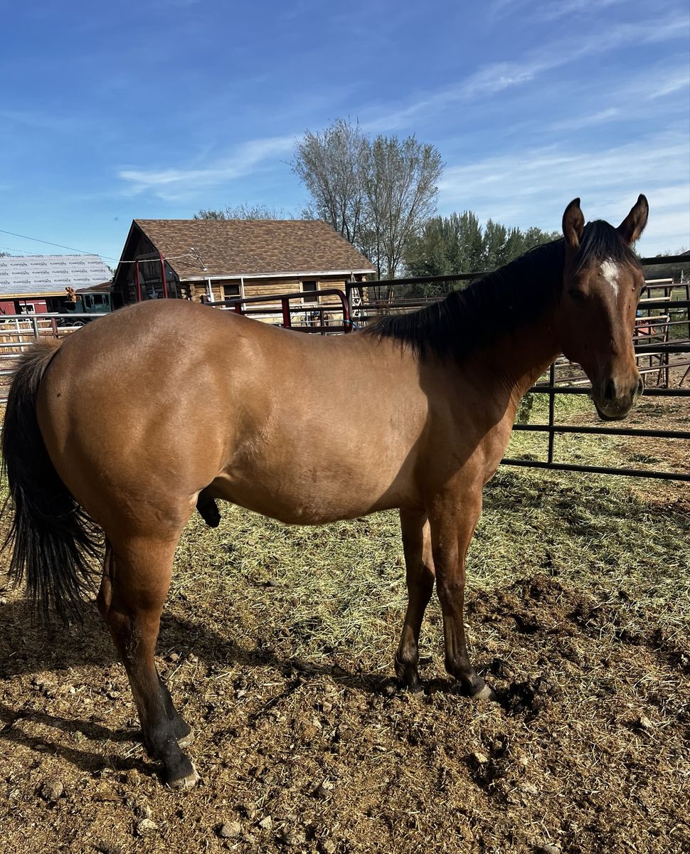 Dun Colt