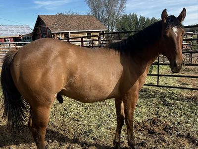 Dun Colt