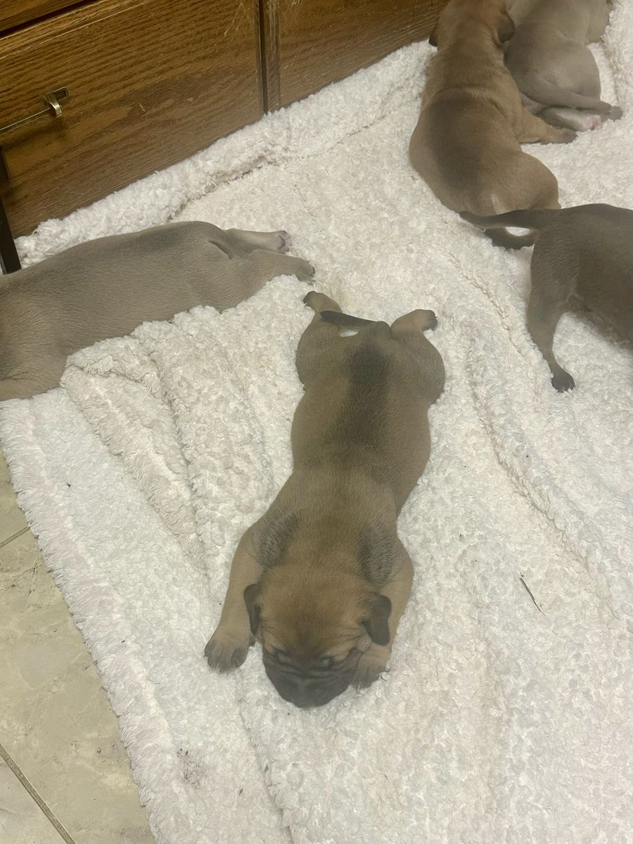 Mixed Perro de Presa Canario puppies