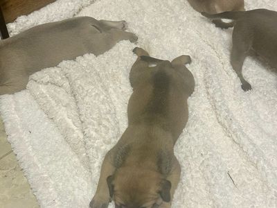 Mixed Perro de Presa Canario puppies
