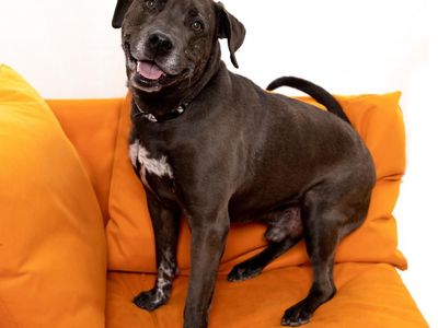 Hello my name is T-Rex