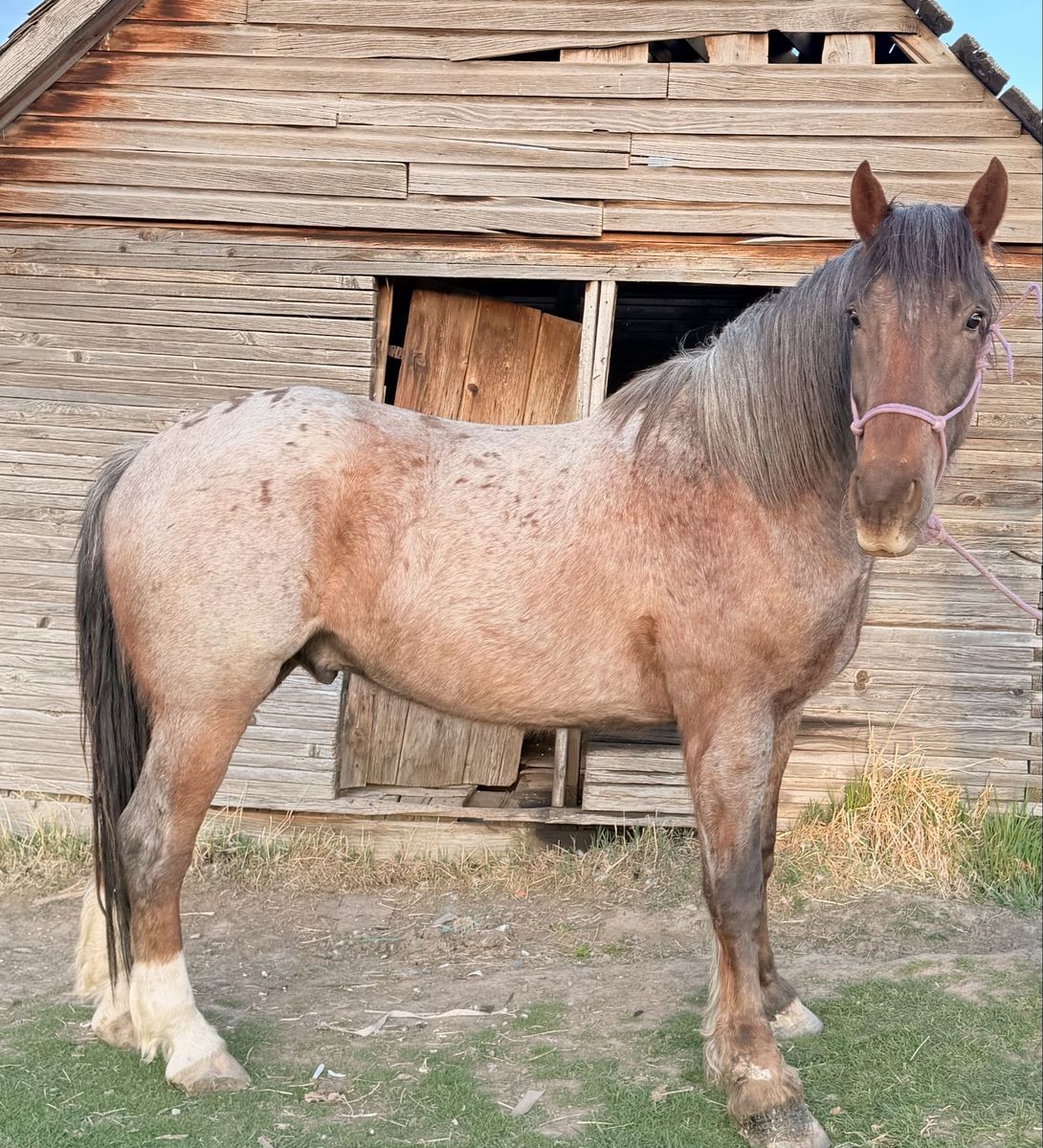 Half Draft Gelding