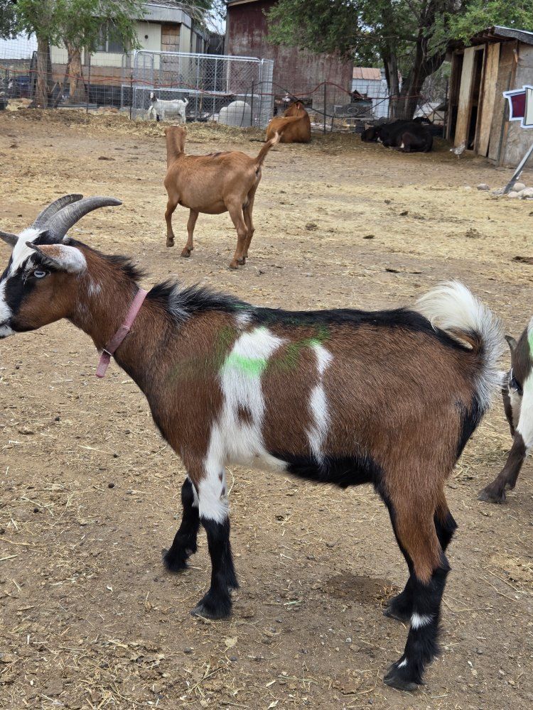 meat goats