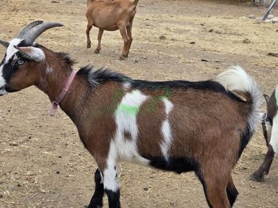 meat goats
