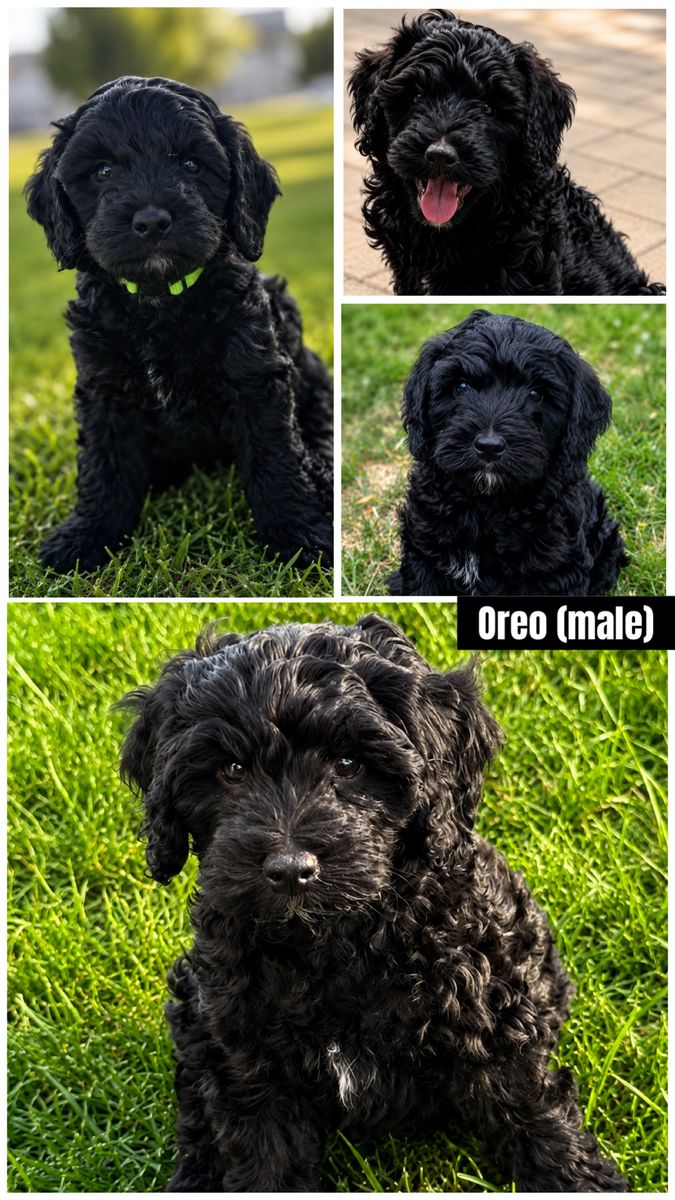 Mini Bernedoodle Puppies – Only 4 Remaining! 25-35 pounds full grown