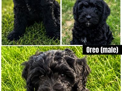 Mini Bernedoodle Puppies – Only 4 Remaining! 25-35 pounds full grown