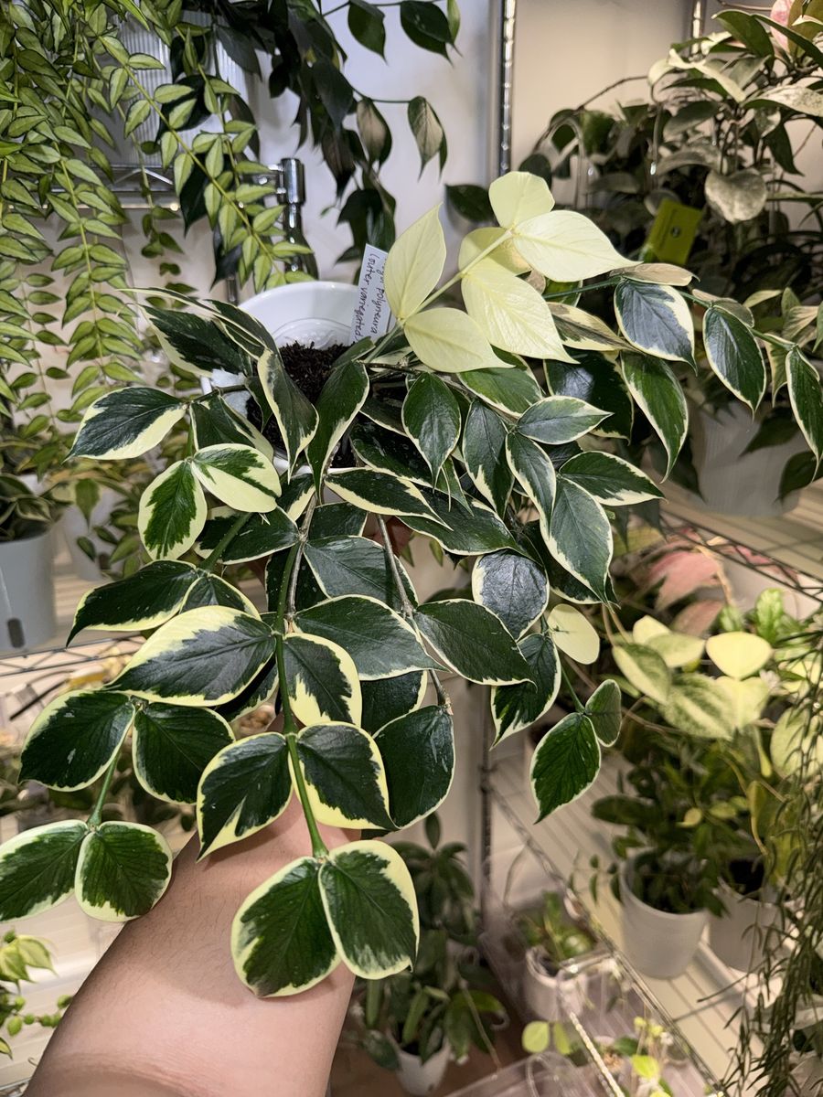Hoya polyneura (outer variegated) - Plant