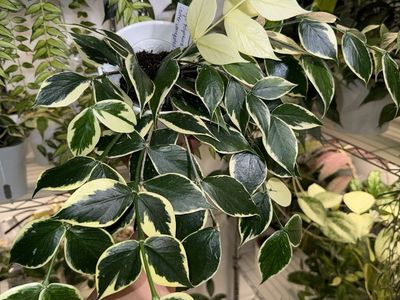 Hoya polyneura (outer variegated) - Plant