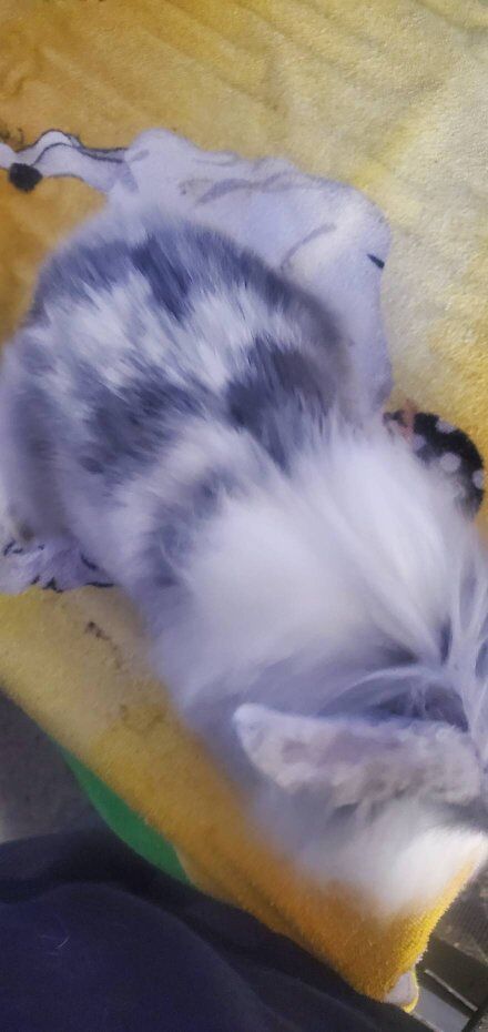 Lionhead new year bunnies