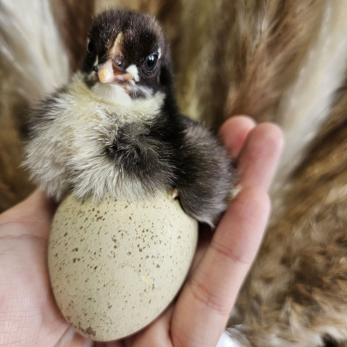 4 week old speckled olive egger