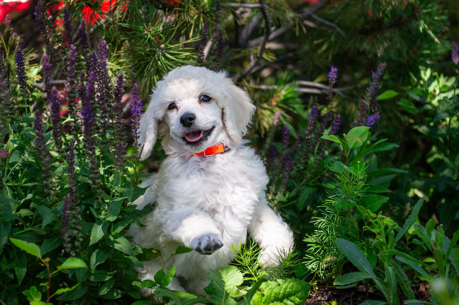 AKC Standard Poodle Puppies White