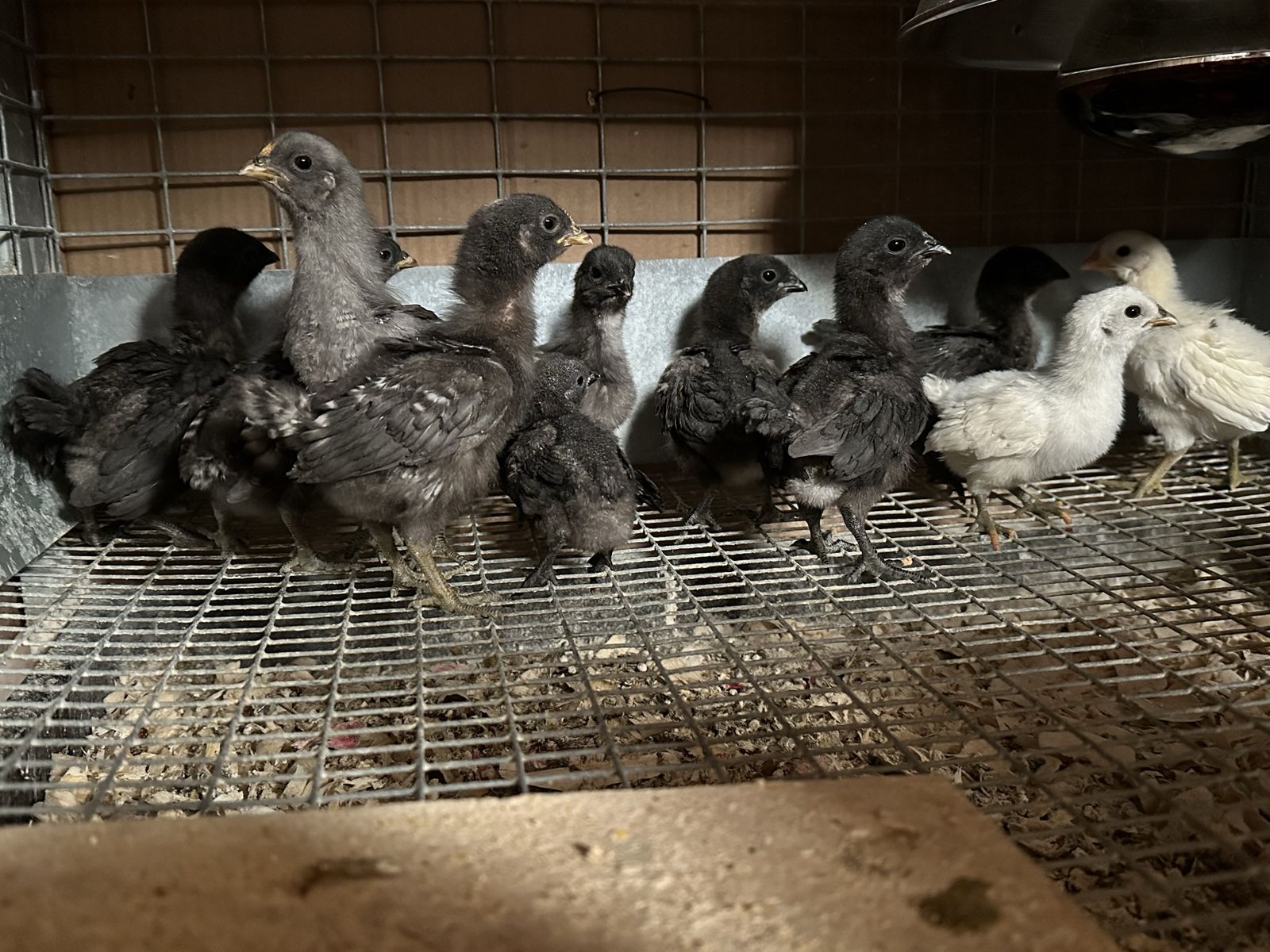 Chicks - Ayam Cemani  and others