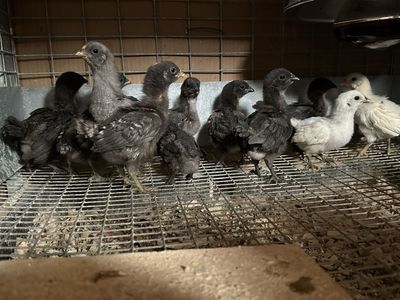 Chicks - Ayam Cemani and others