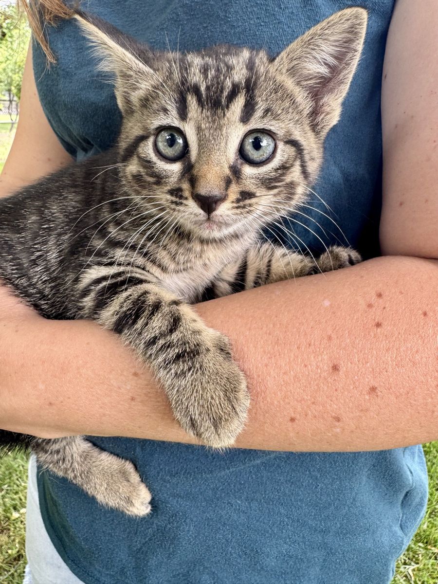 Adorable Kittens- Ready for a Loving Home!