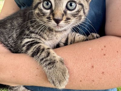 Adorable Kittens- Ready for a Loving Home!