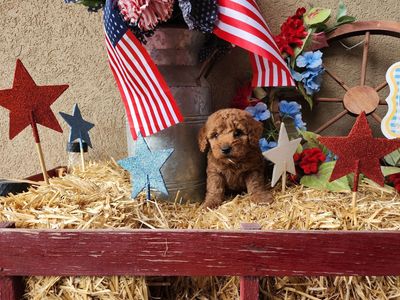 Goldendoodle Male Tiny Toy-super soft and loves kids! Estimated size 10-13 lbs.