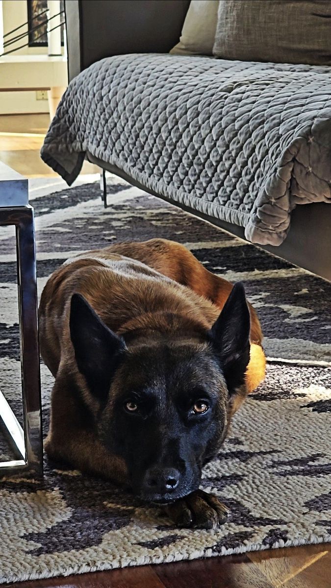 Malinois Trinity Needs A Home!