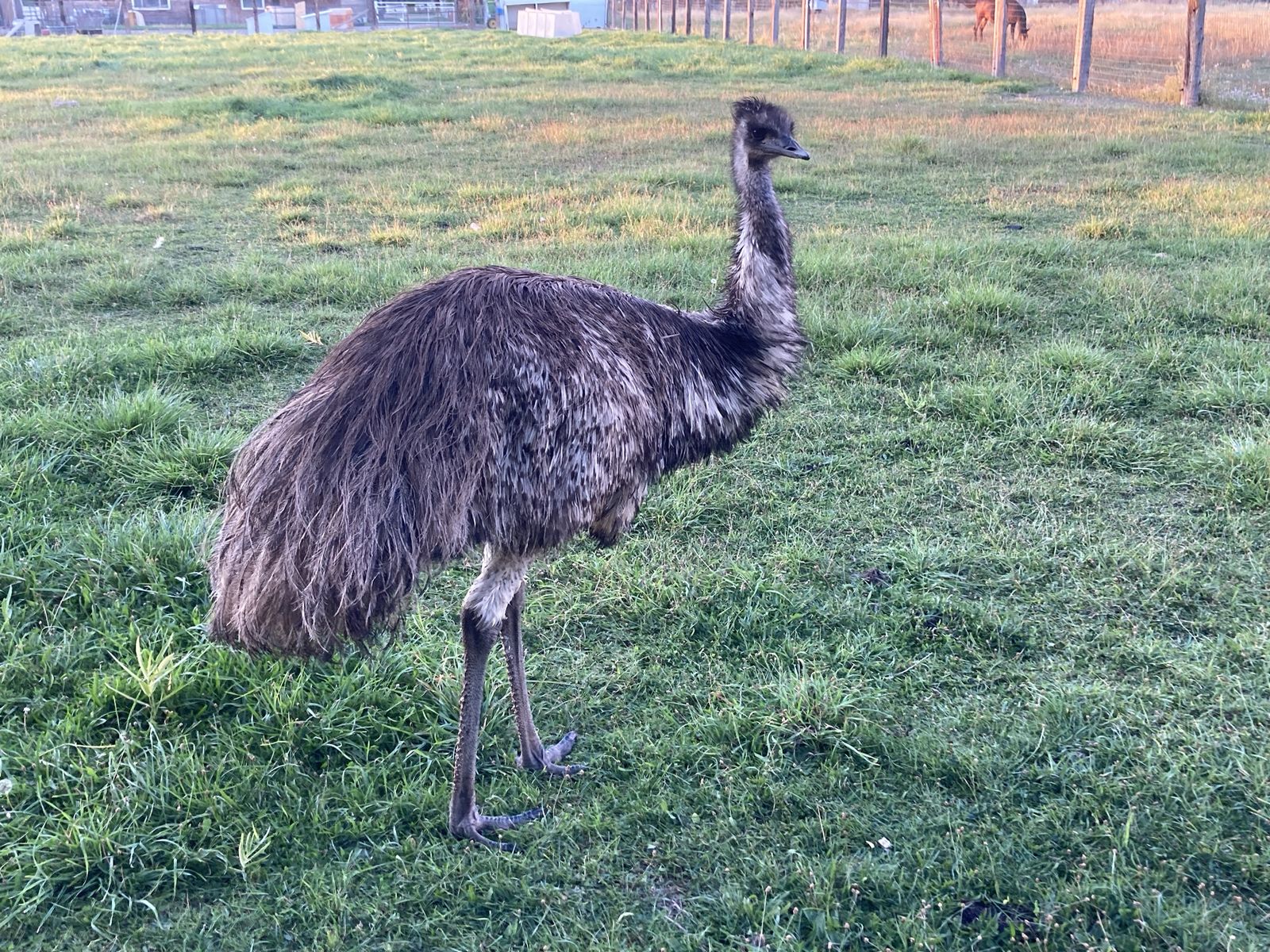 2 Year Old Emu Female