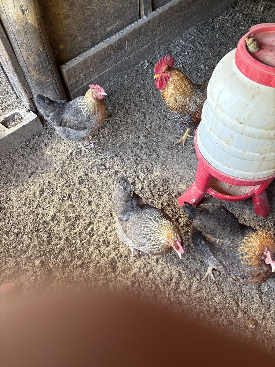 Bielfelder hens