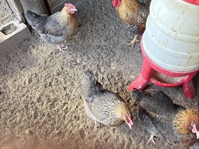 Bielfelder hens