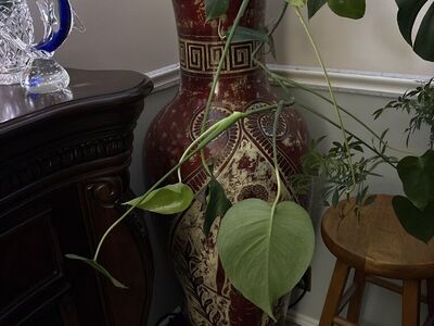 Stunning Egyptian Large Vase