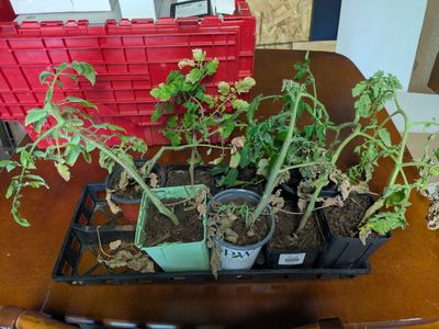 Tomato Plants