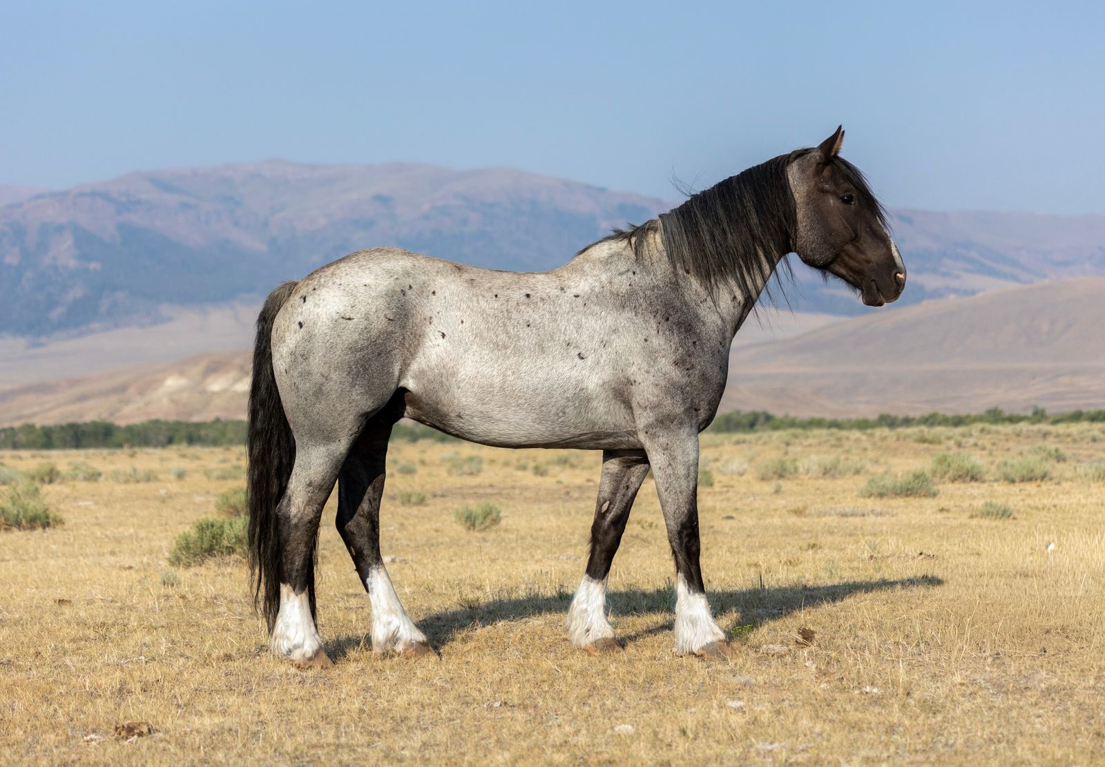 Gypsy Vanner X Quarter horse
