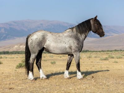 Gypsy Vanner X Quarter horse