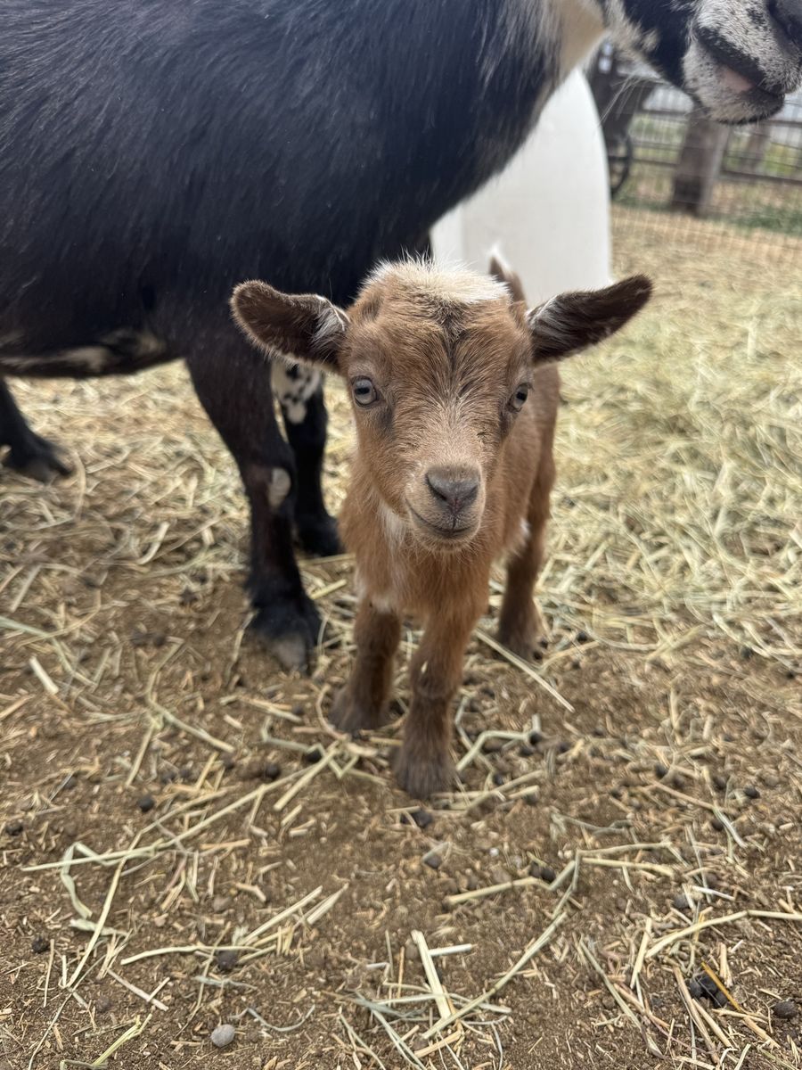 Beautiful Nigerian Dwarf Doe