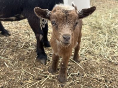 Beautiful Nigerian Dwarf Doe