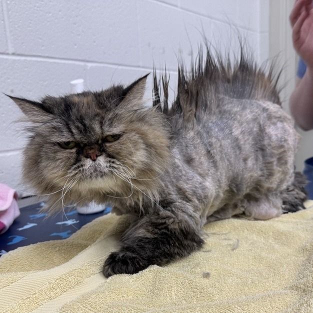 Hello my name is Gizmo