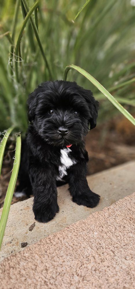 AKC Miniature Schnauzer Puppy 