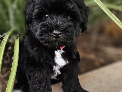 AKC Miniature Schnauzer Puppy