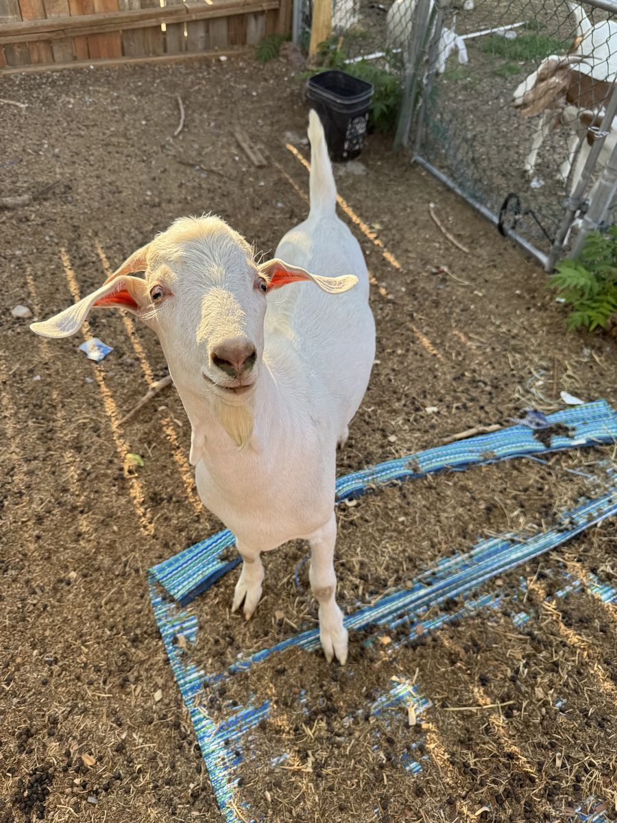 Meet Walter White