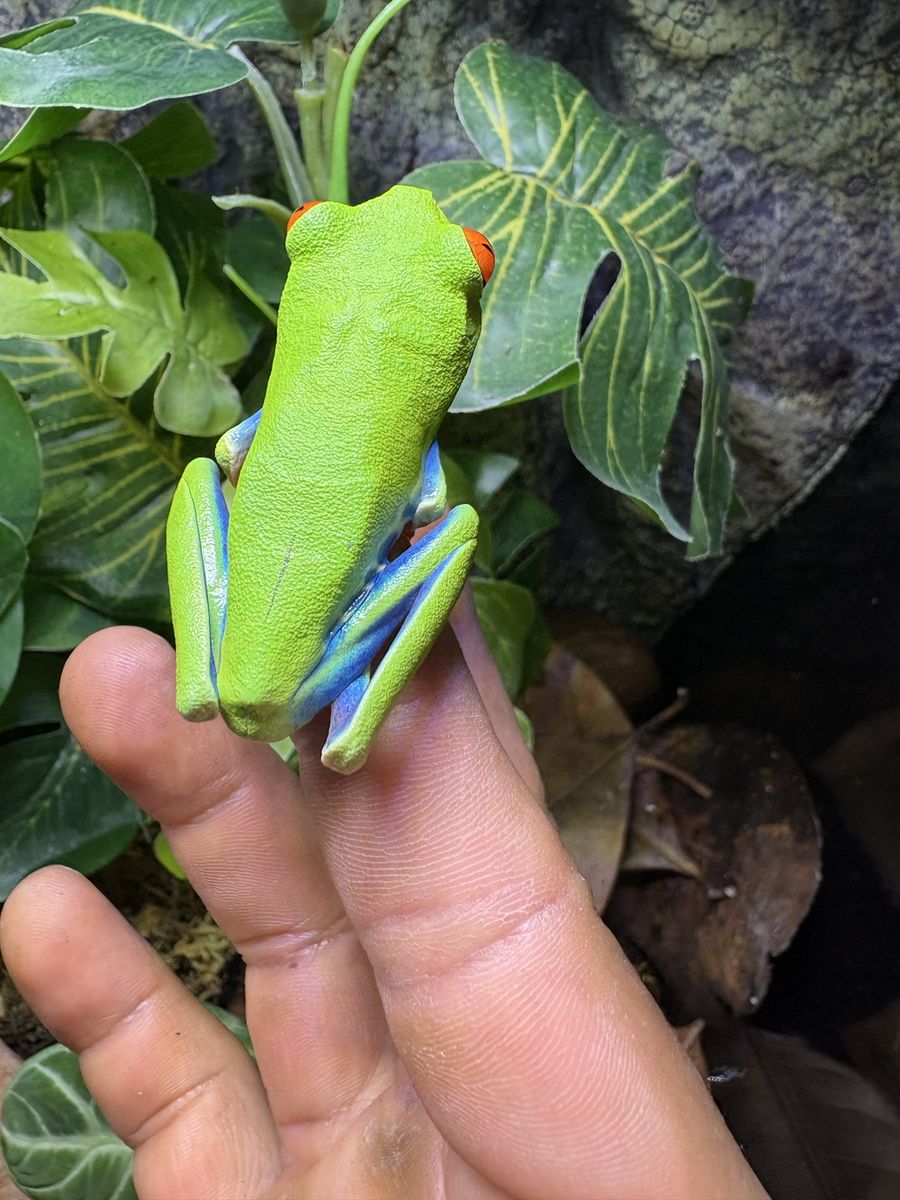 Red-eyed frog couple