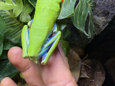 Red-eyed frog couple