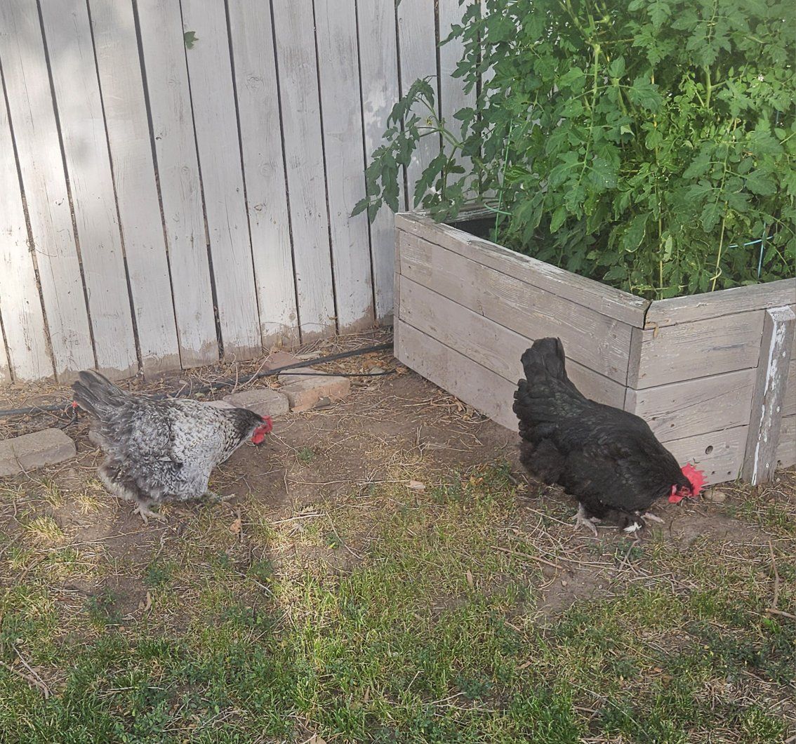 Laying Hens