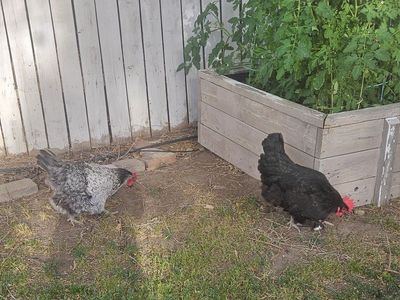 Laying Hens
