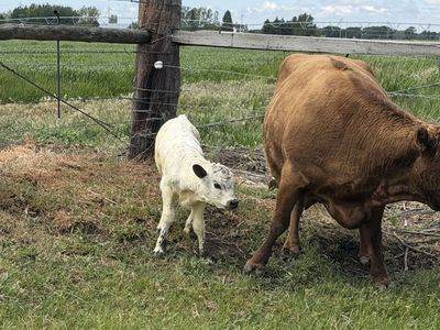 Mini HighPark / Dexter Bull