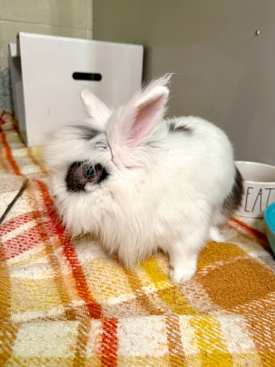Gus the bun bun!