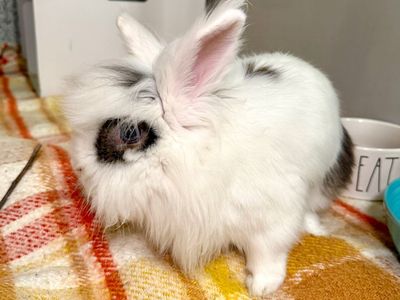 Gus the bun bun!