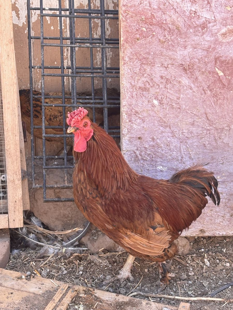 Red Cochin/golden sebright mix roo