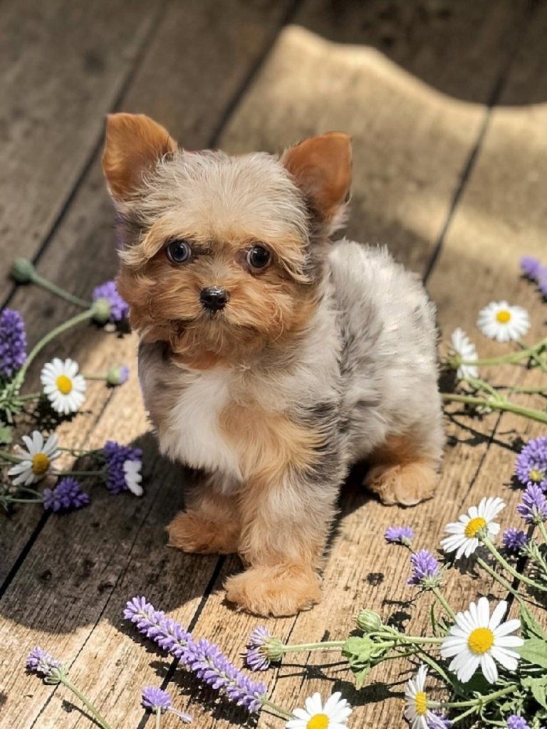 Tiny, Rare Designer Yorkie Puppy (Yorkshire Terrie
