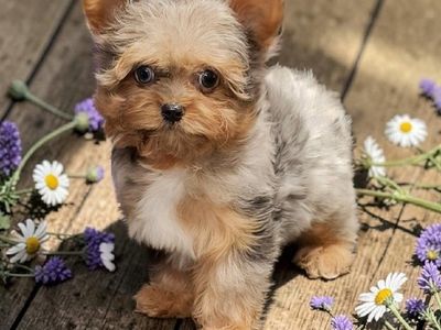 Tiny, Rare Designer Yorkie Puppy (Yorkshire Terrie