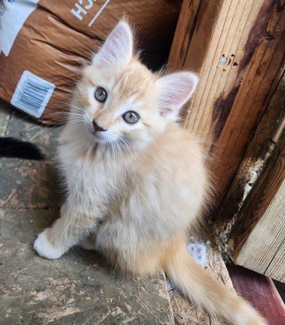 Adorable Kitten for Adoption - Playful, Curious, and Ready for a Forever Home