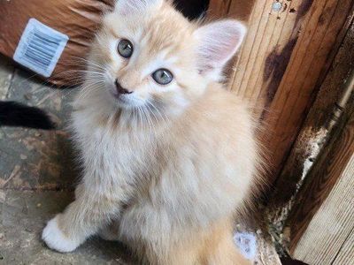 Adorable Kitten for Adoption - Playful, Curious, and Ready for a Forever Home