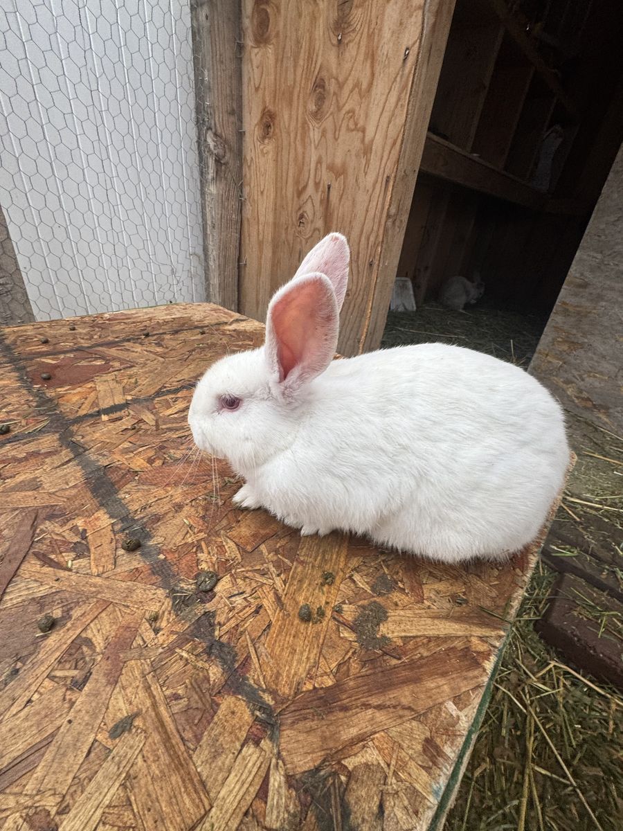 California/New Zealand Mix