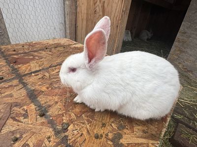 California/New Zealand Mix